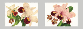 ALOHA SET AMERICANO - TAG HOUSE - Contex Biancheria